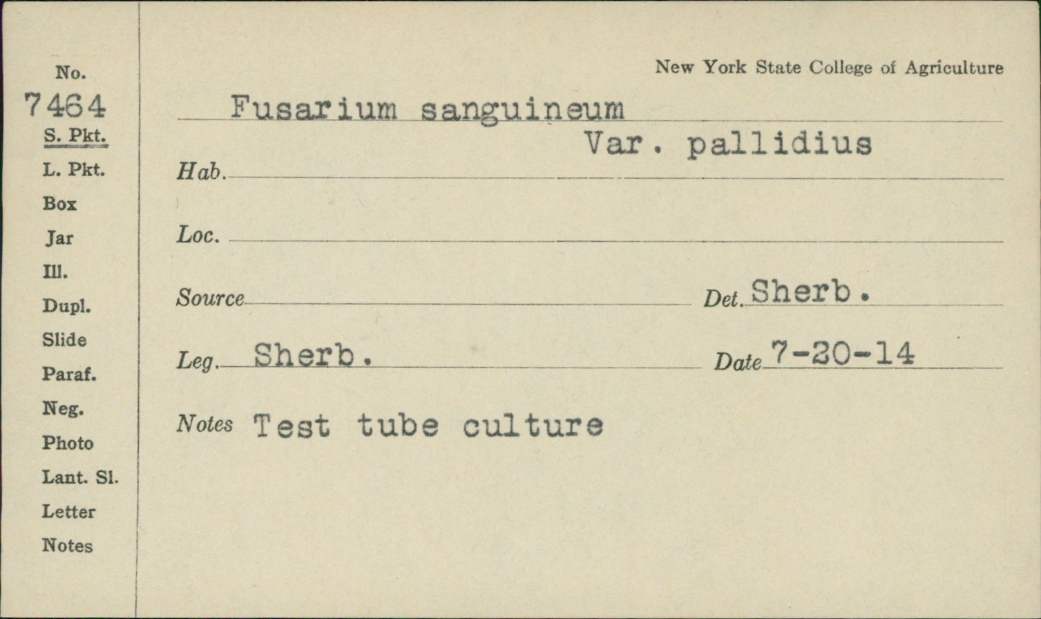 Fusarium sanguineum image