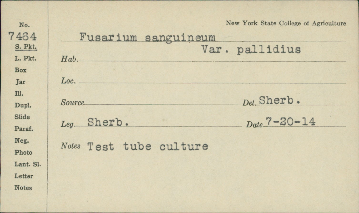 Fusarium sanguineum var. pallidius image