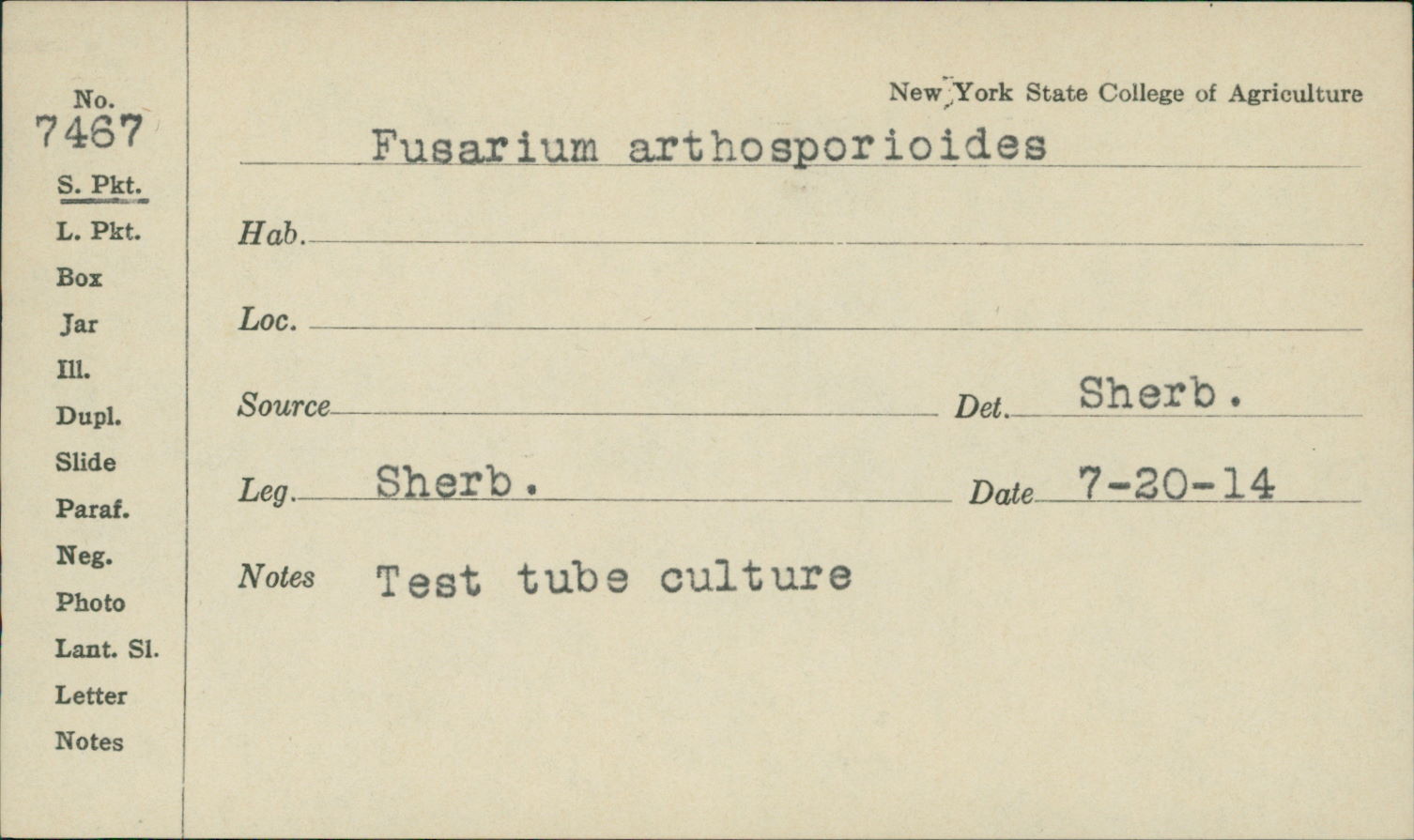 Fusarium arthrosporioides image