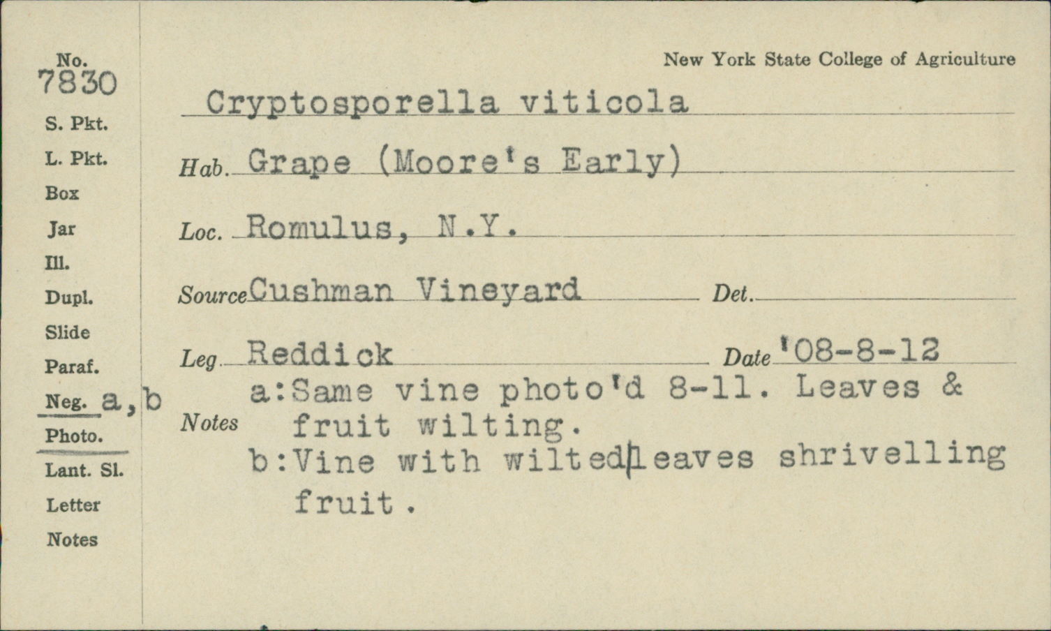 Phomopsis viticola image