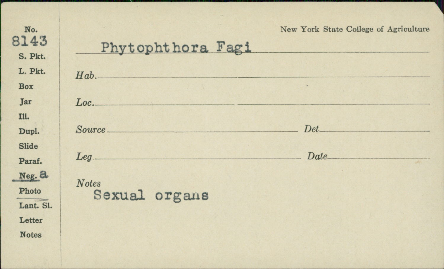 Phytophthora fagi image