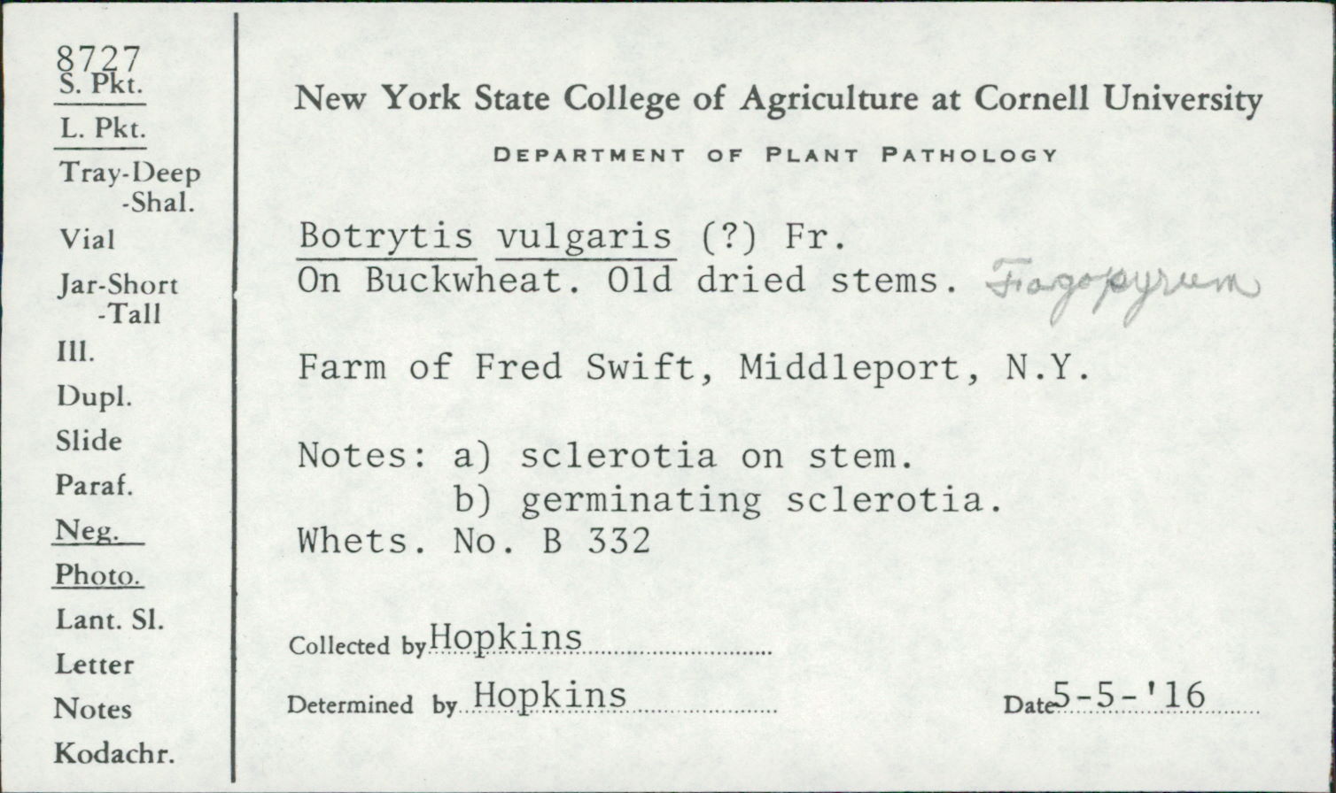 Botryotinia fuckeliana image