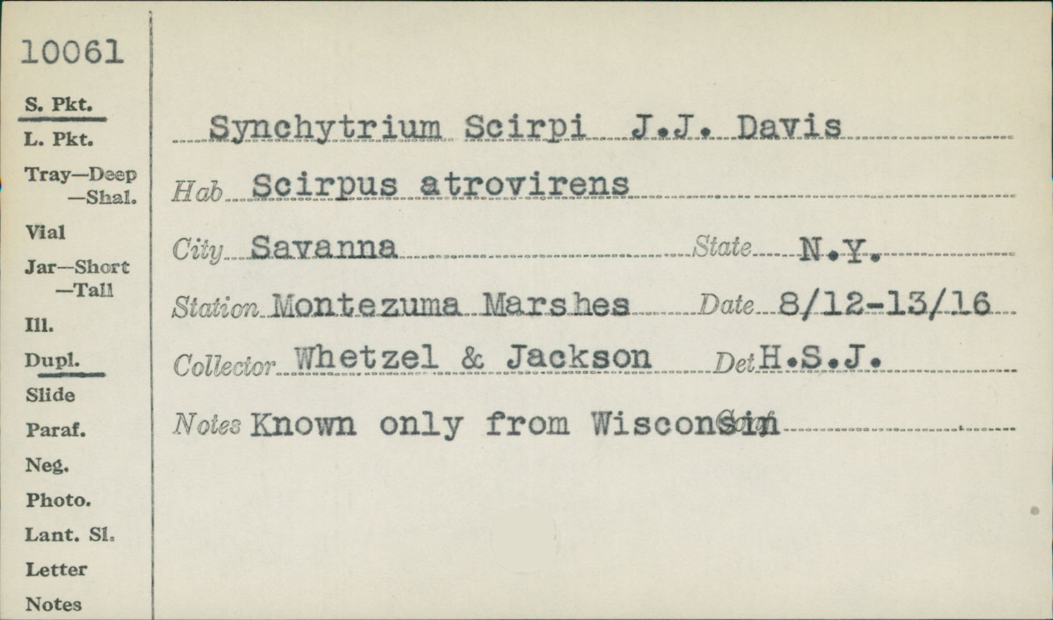 Synchytrium scirpi image