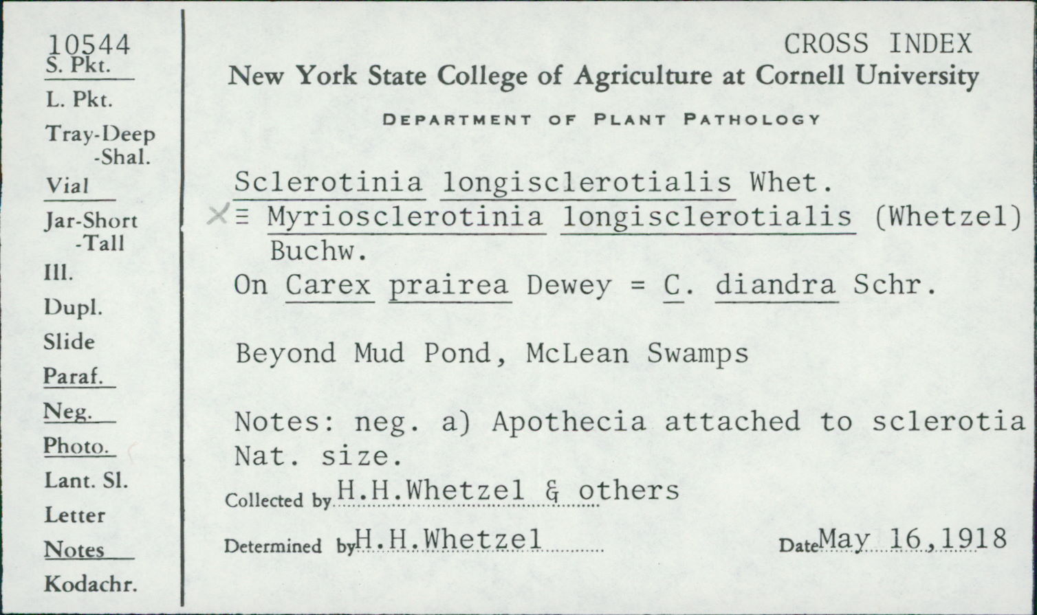 Myriosclerotinia longisclerotialis image