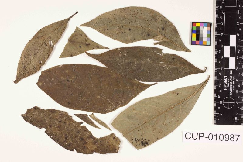 Meliola glabra var. psychotriae image
