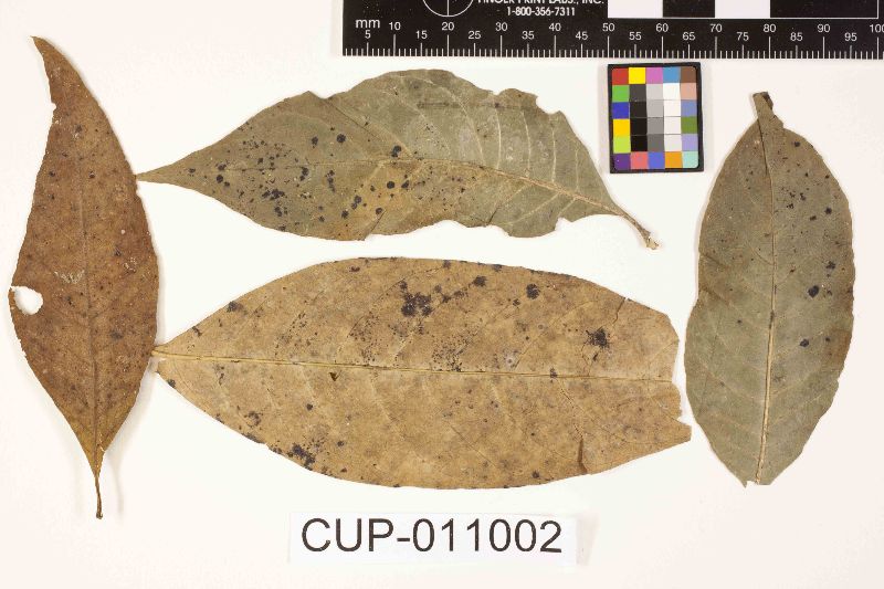 Meliola glabra var. psychotriae image