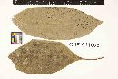 Meliola glabra image
