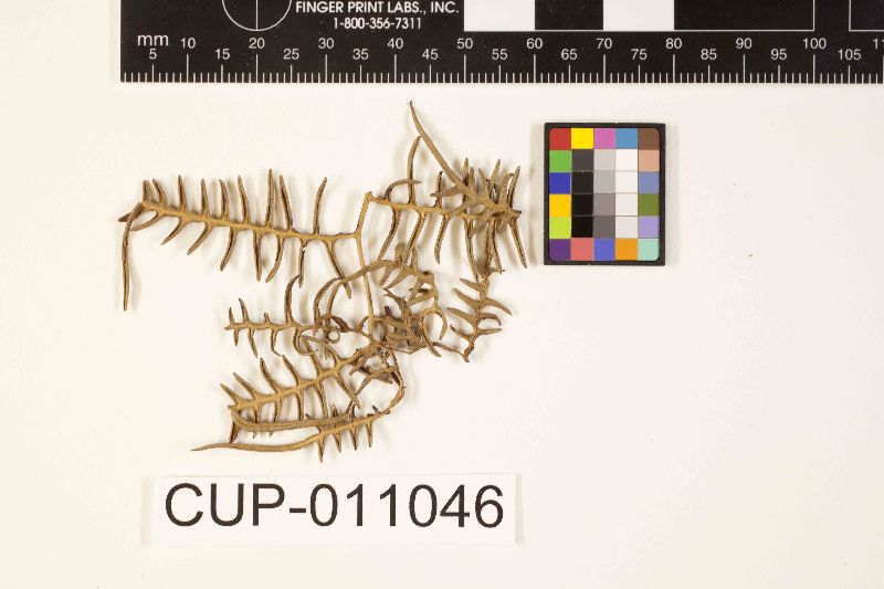 Uleodothis pteridis image