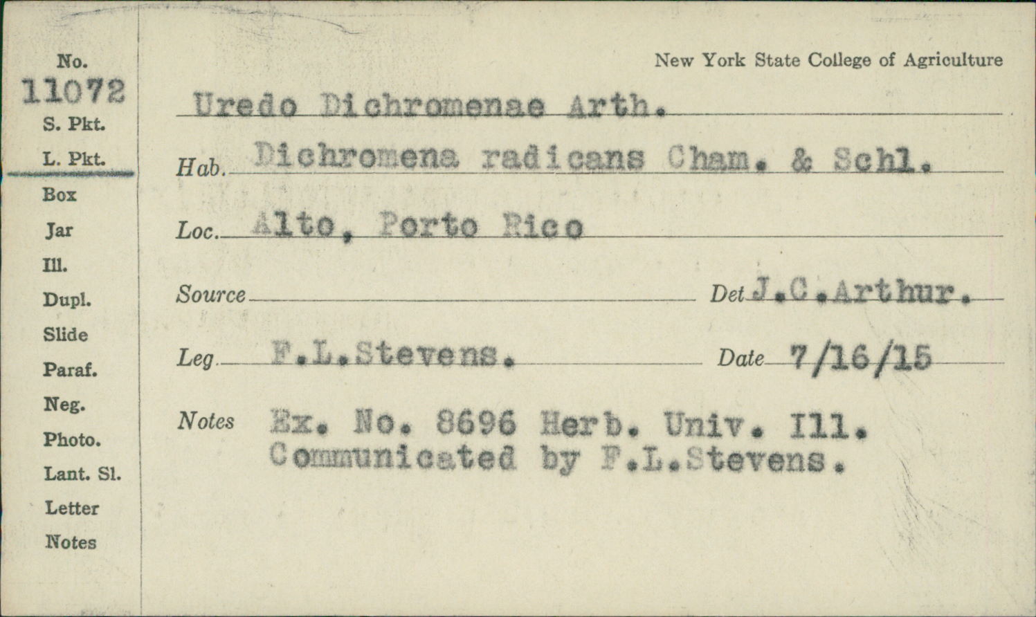Uredo dichromenae image