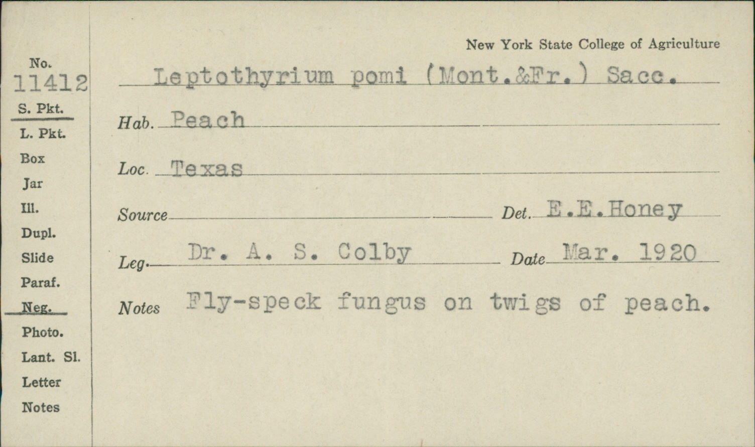 Schizothyrium pomi image