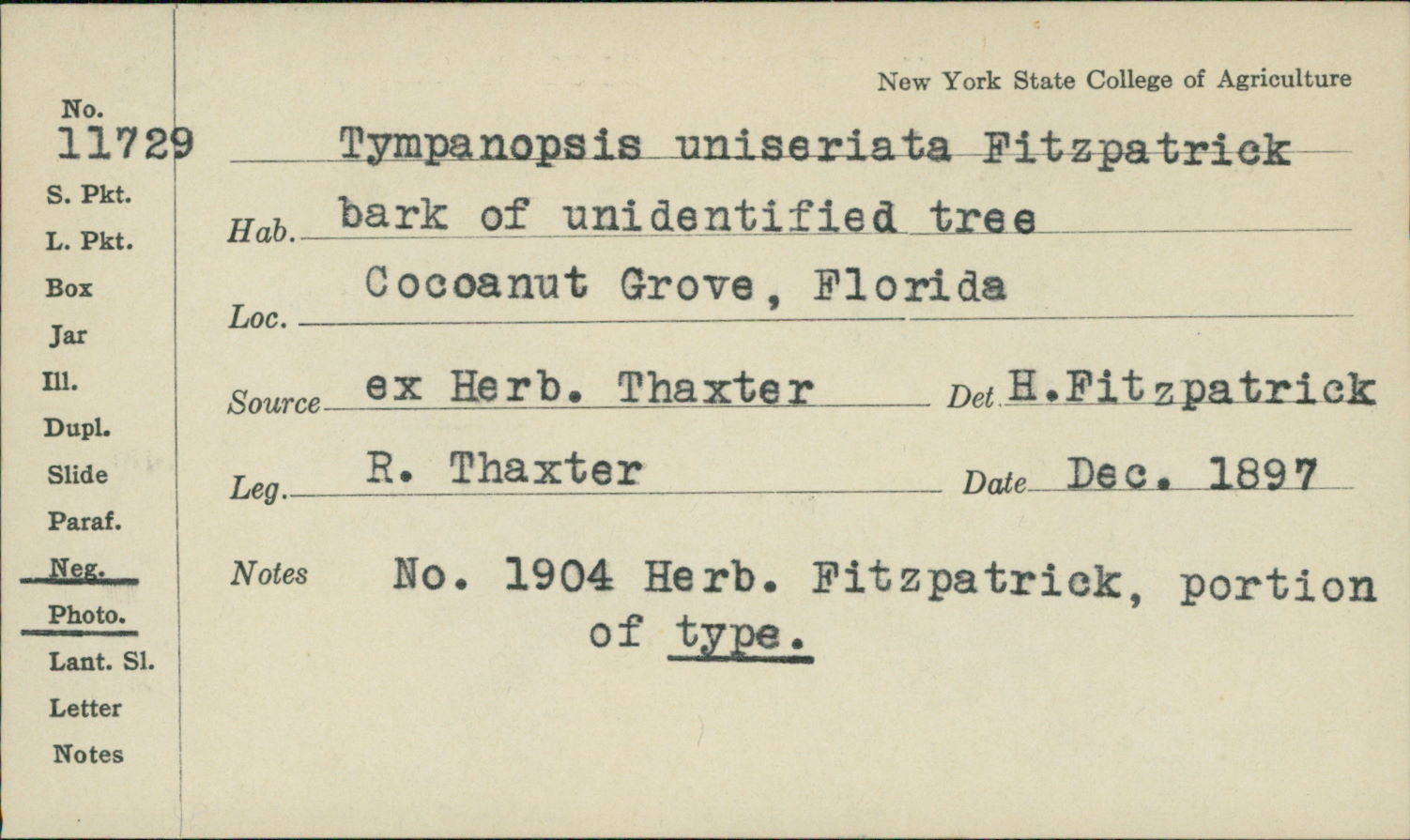 Tympanopsis uniseriata image