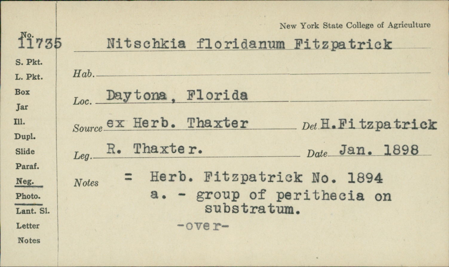 Nitschkia floridana image