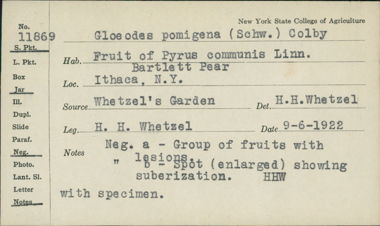 Gloeodes pomigena image