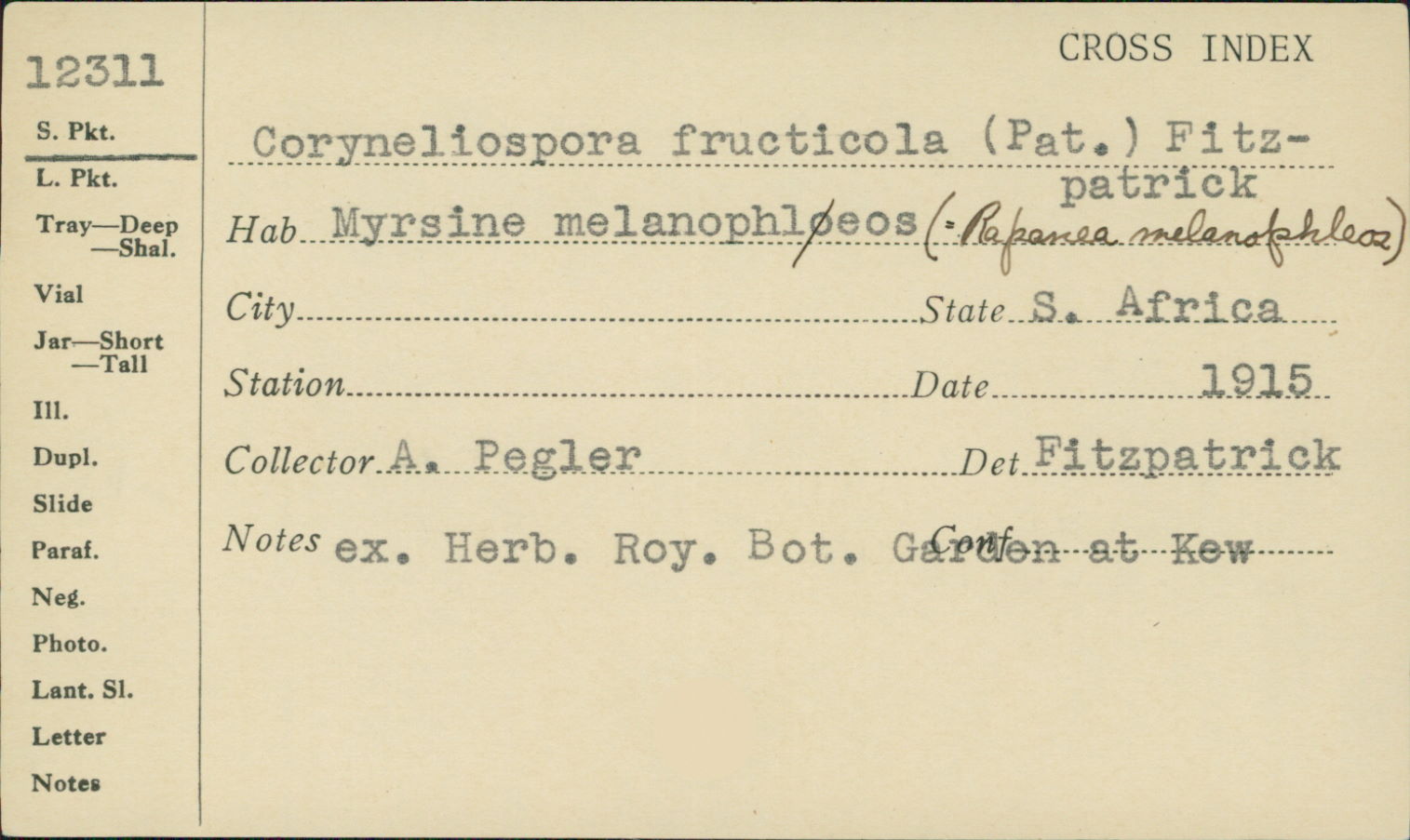 Coryneliospora image