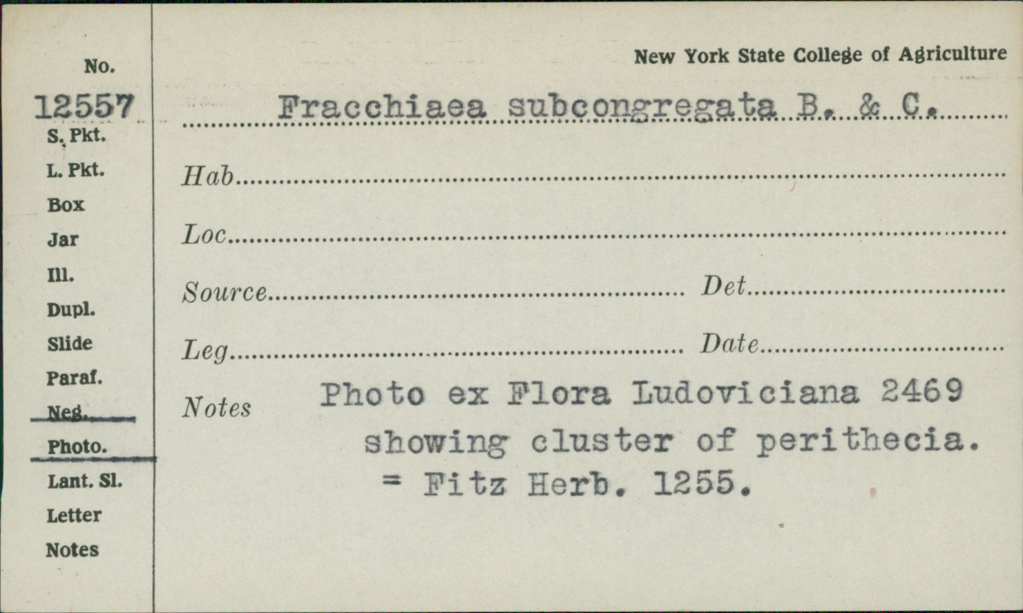 Fracchiaea image