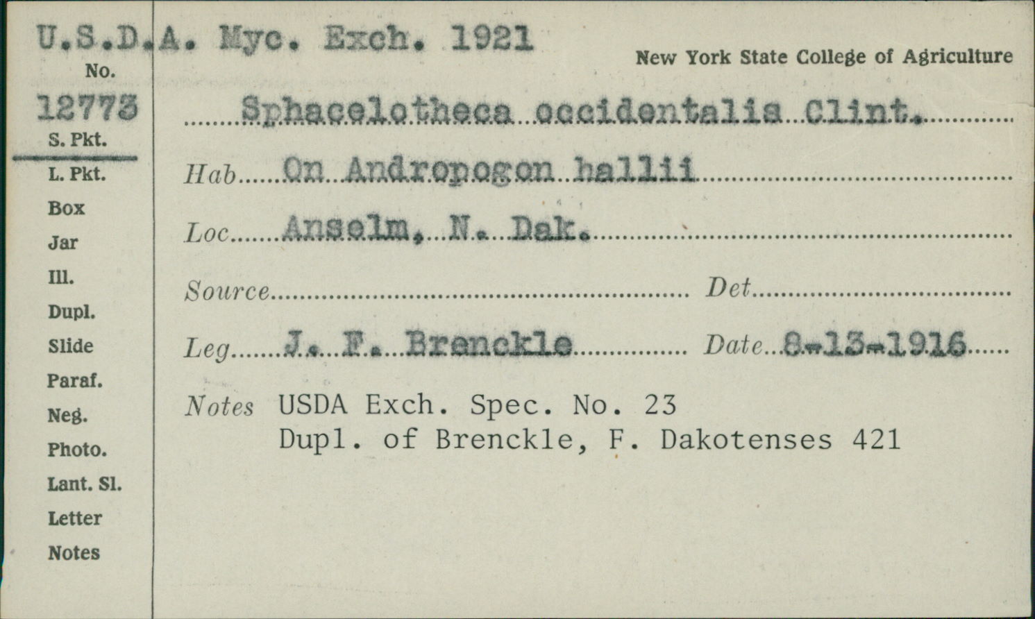 Sphacelotheca occidentalis image