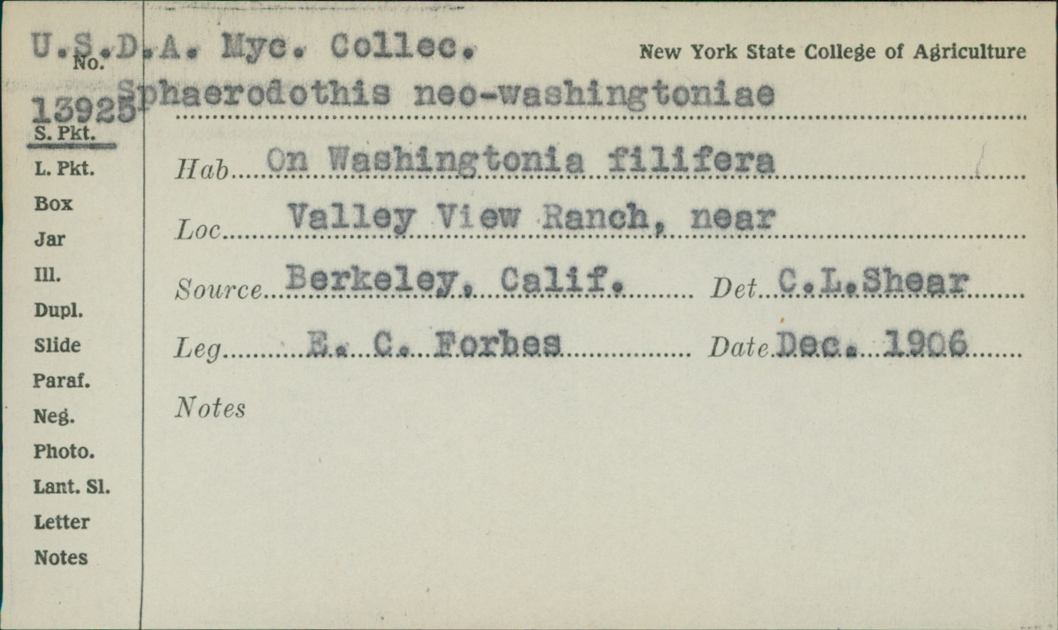 Sphaerodothis neowashingtoniae image