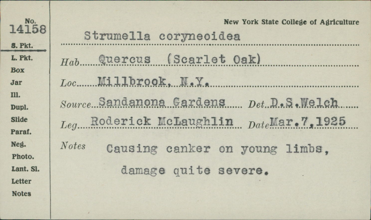 Strumella image