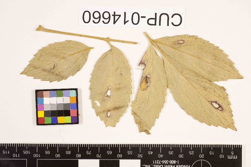 Cercospora sambuci image