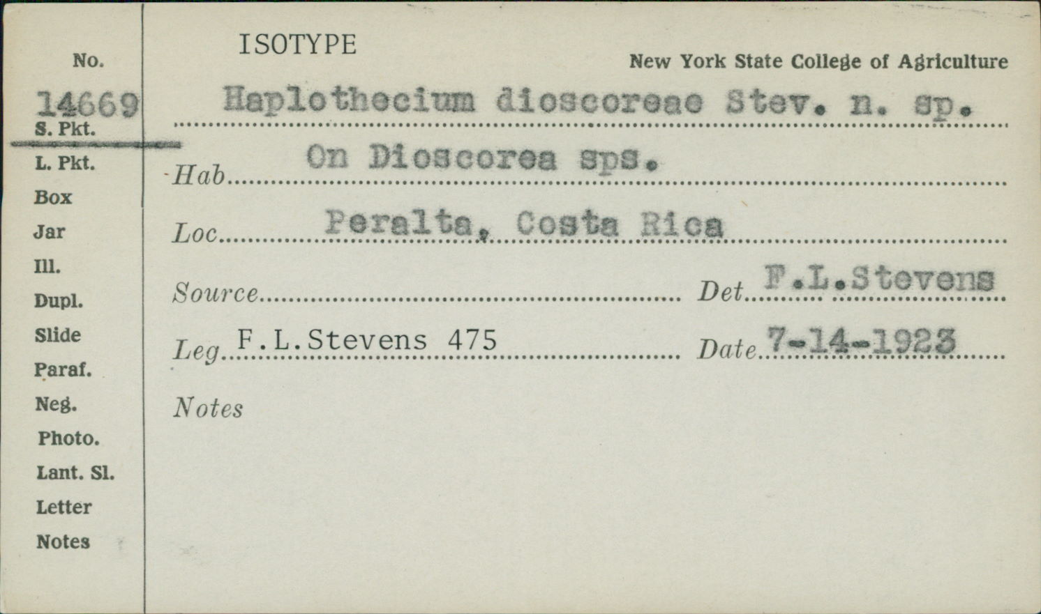 Haplothecium dioscoreae image