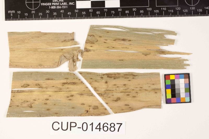 Phaeopeltosphaeria panamensis image