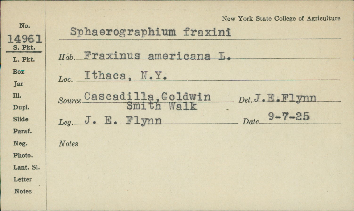 Sphaerographium image