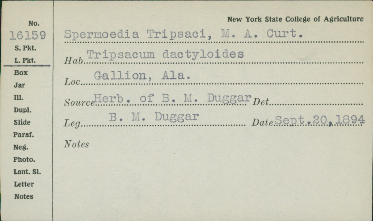 Spermoedia tripsaci image