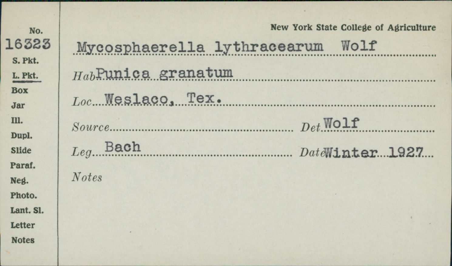 Mycosphaerella lythracearum image