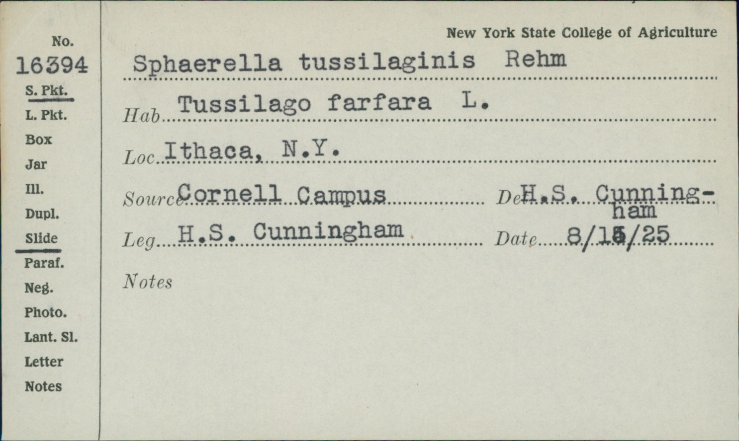 Mycosphaerella tussilaginis image