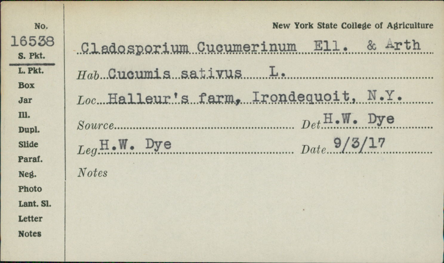 Cladosporium cucumerinum image