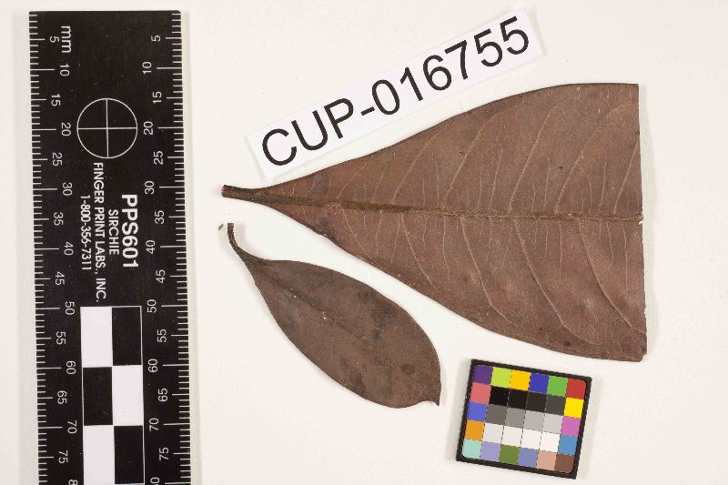 Parascorias byrsonimae image