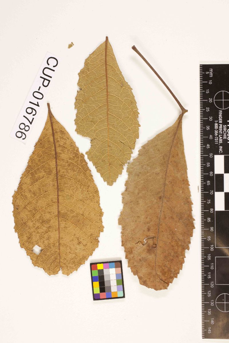 Cercospora thouiniae image