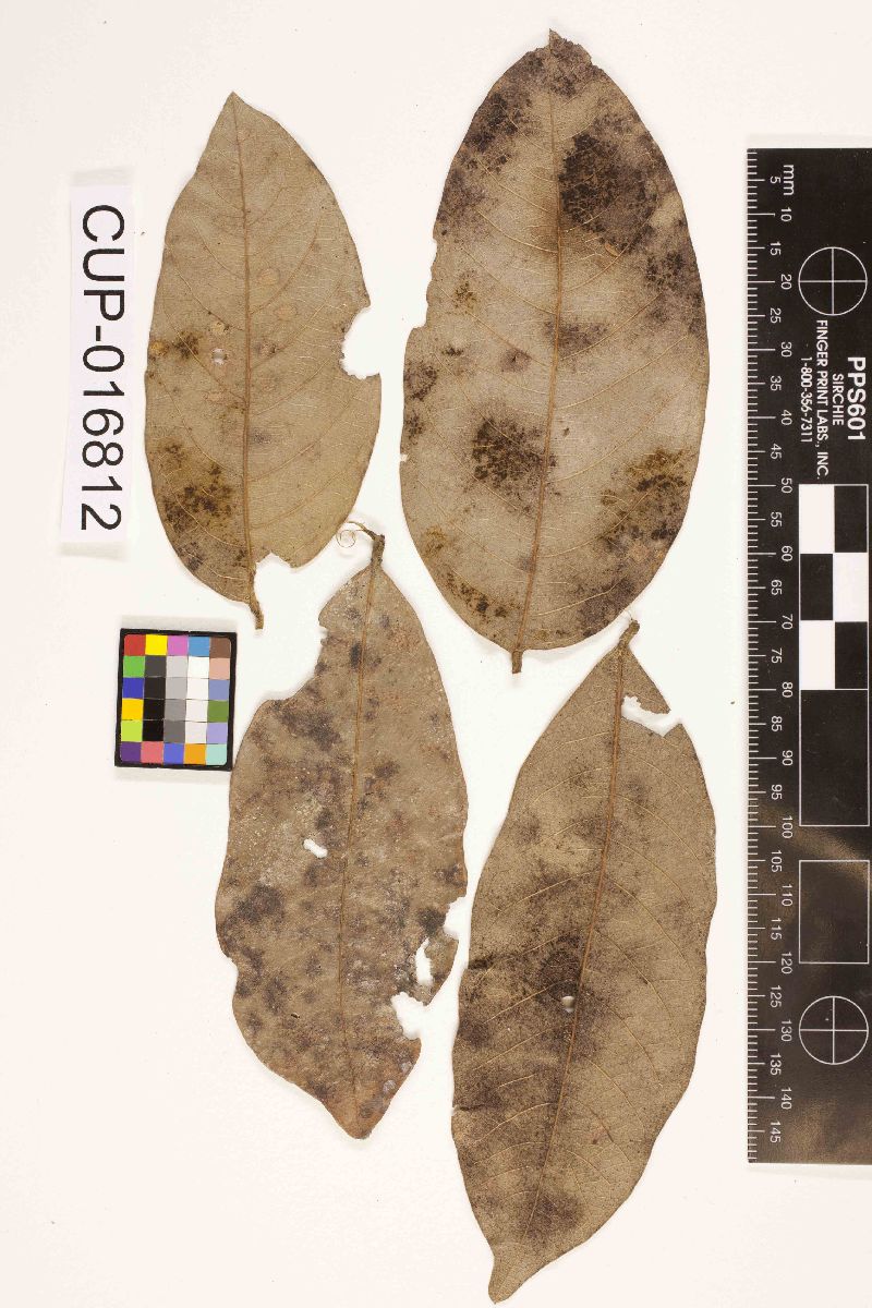 Dimerium guianense image