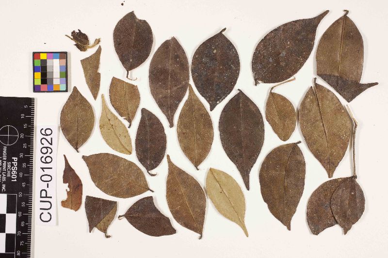 Echidnodella myrciae image