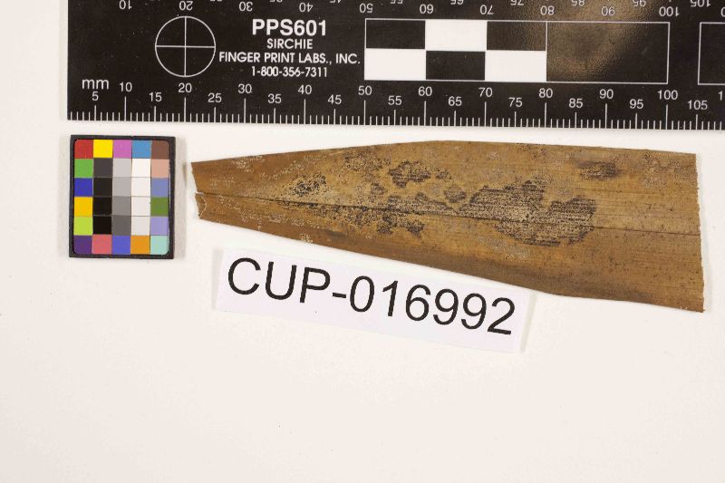 Seynesia atkinsonii image