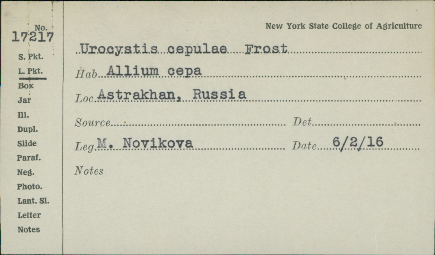 Urocystis cepulae image