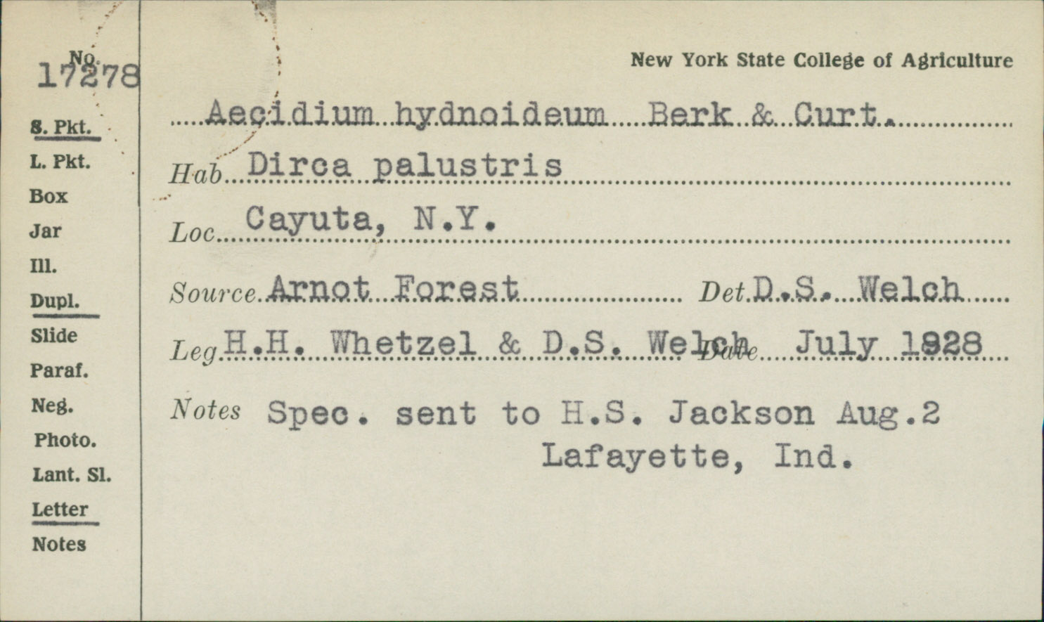 Aecidium hydnoideum image