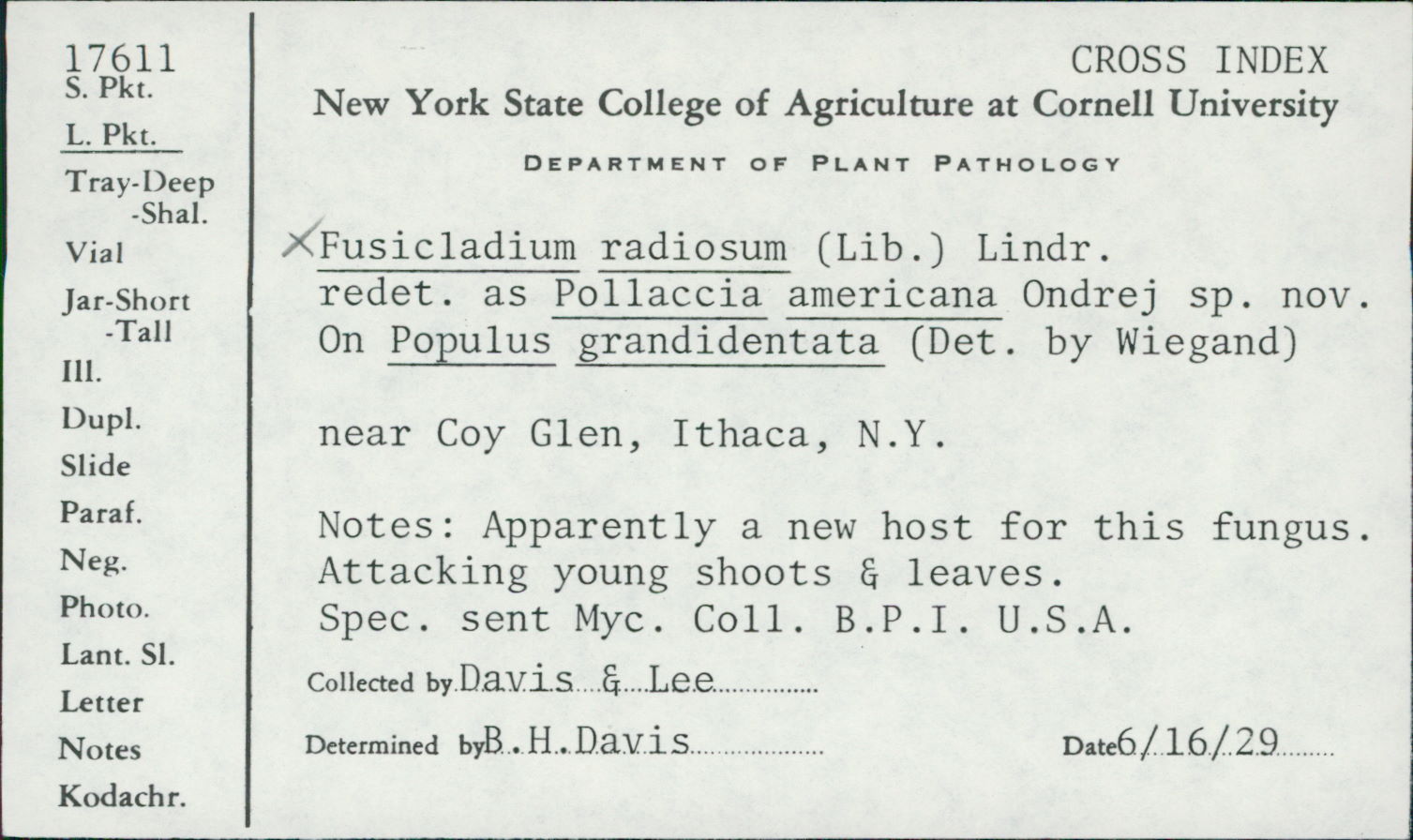 Pollaccia americana image