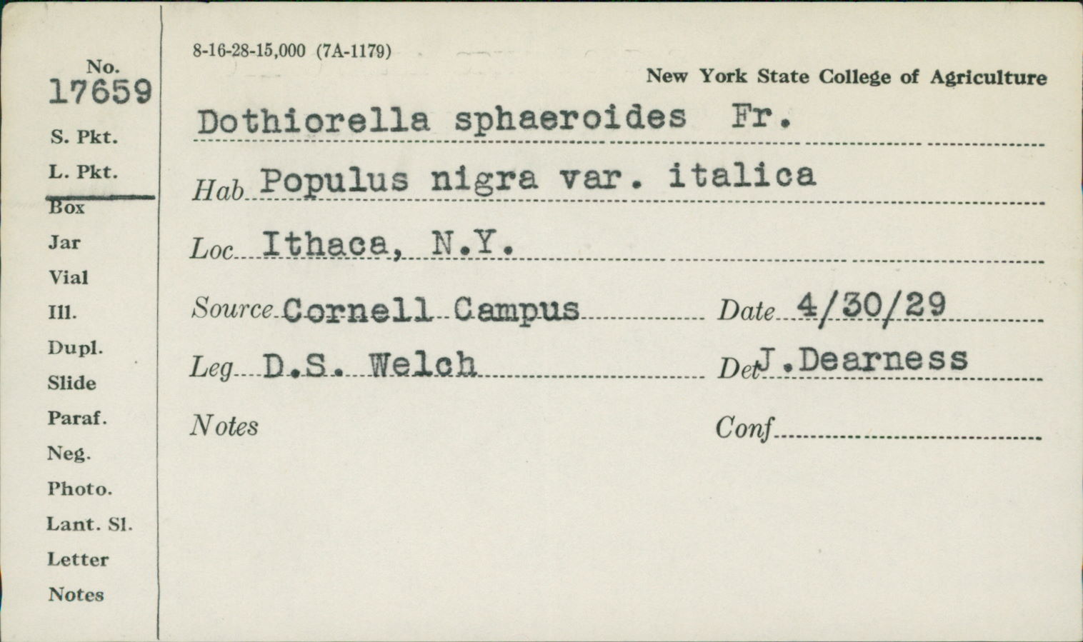 Dothiora sphaeroides image