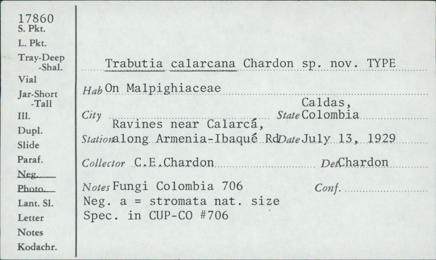 Trabutia calarcana image