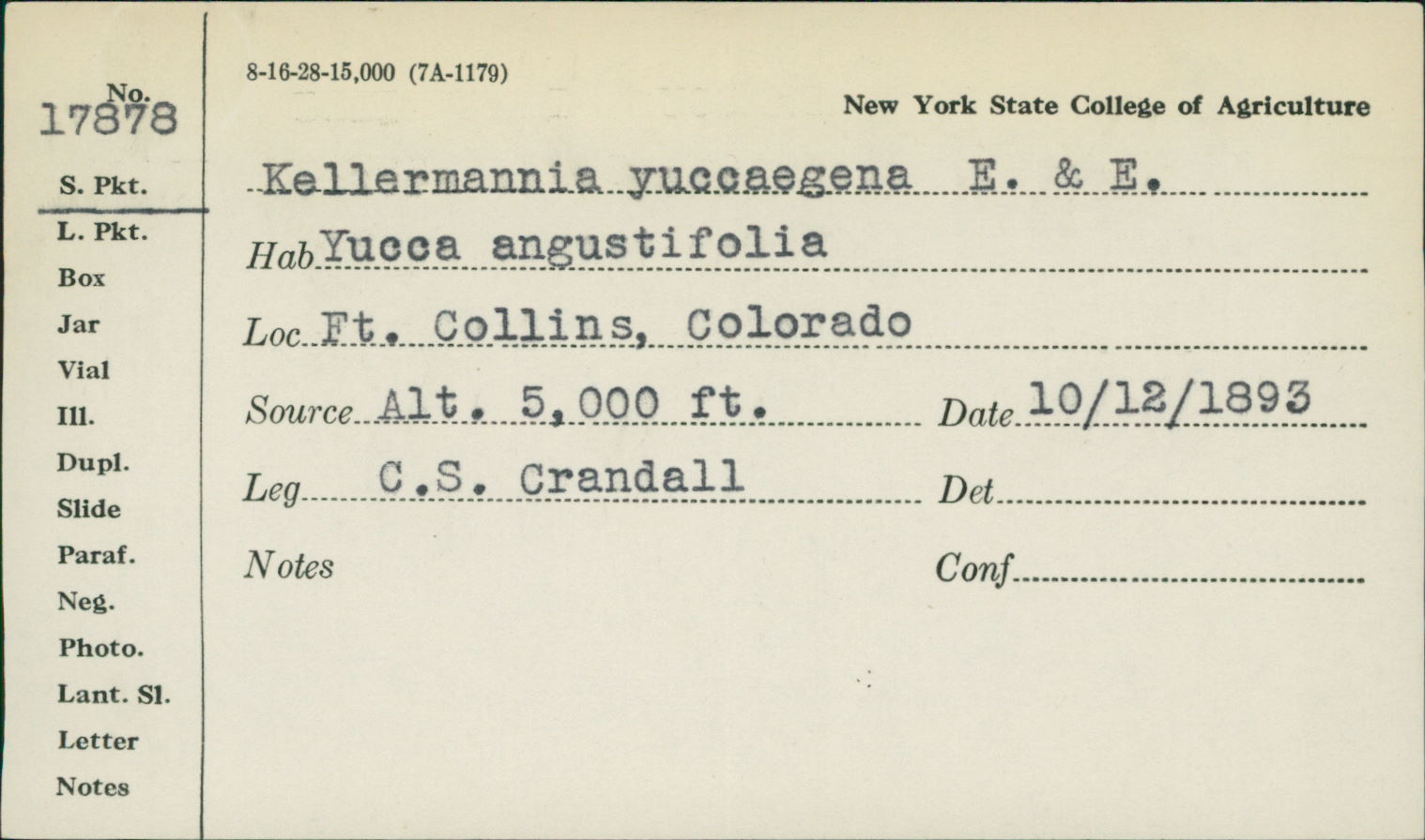Kellermania yuccaegena image