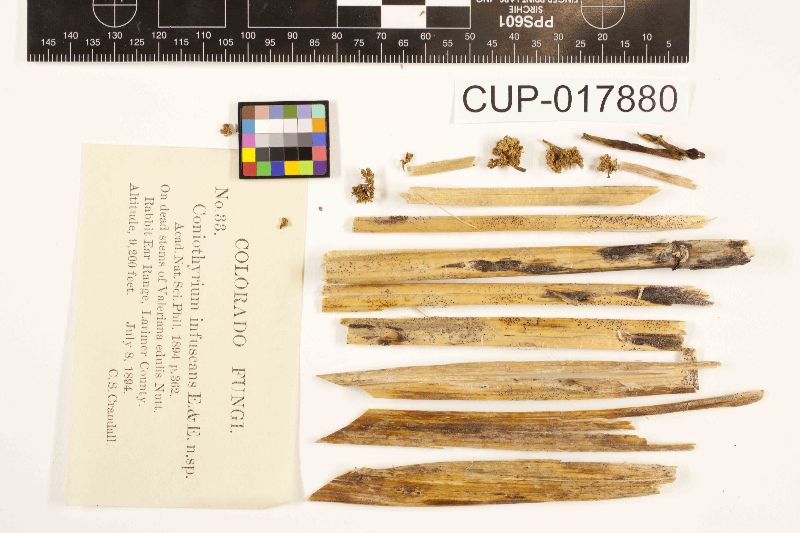 Coniothyrium image