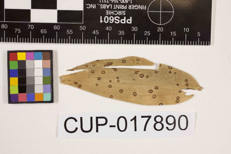 Hyponectriaceae image