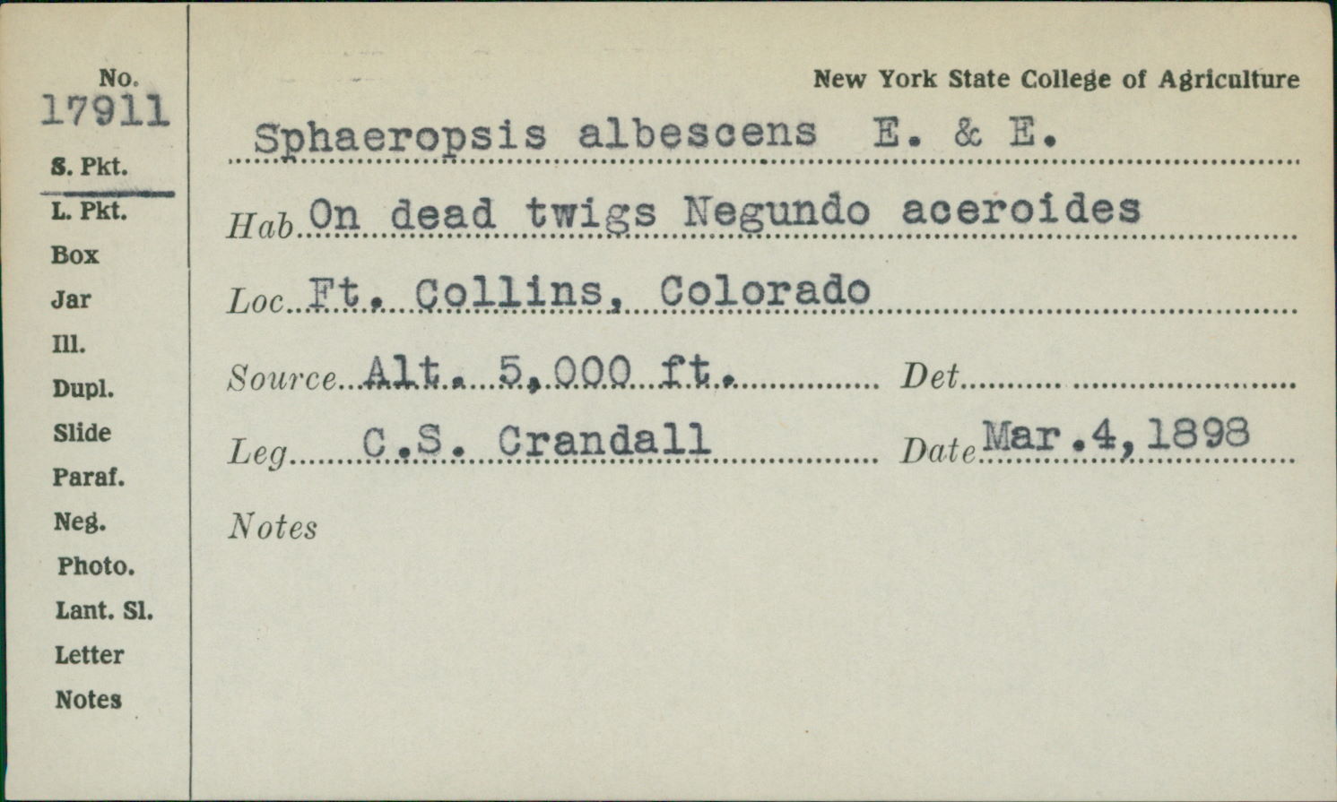 Sphaeropsis albescens image