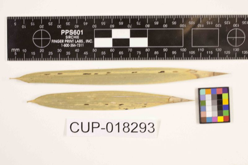 Phyllachora guaduae image