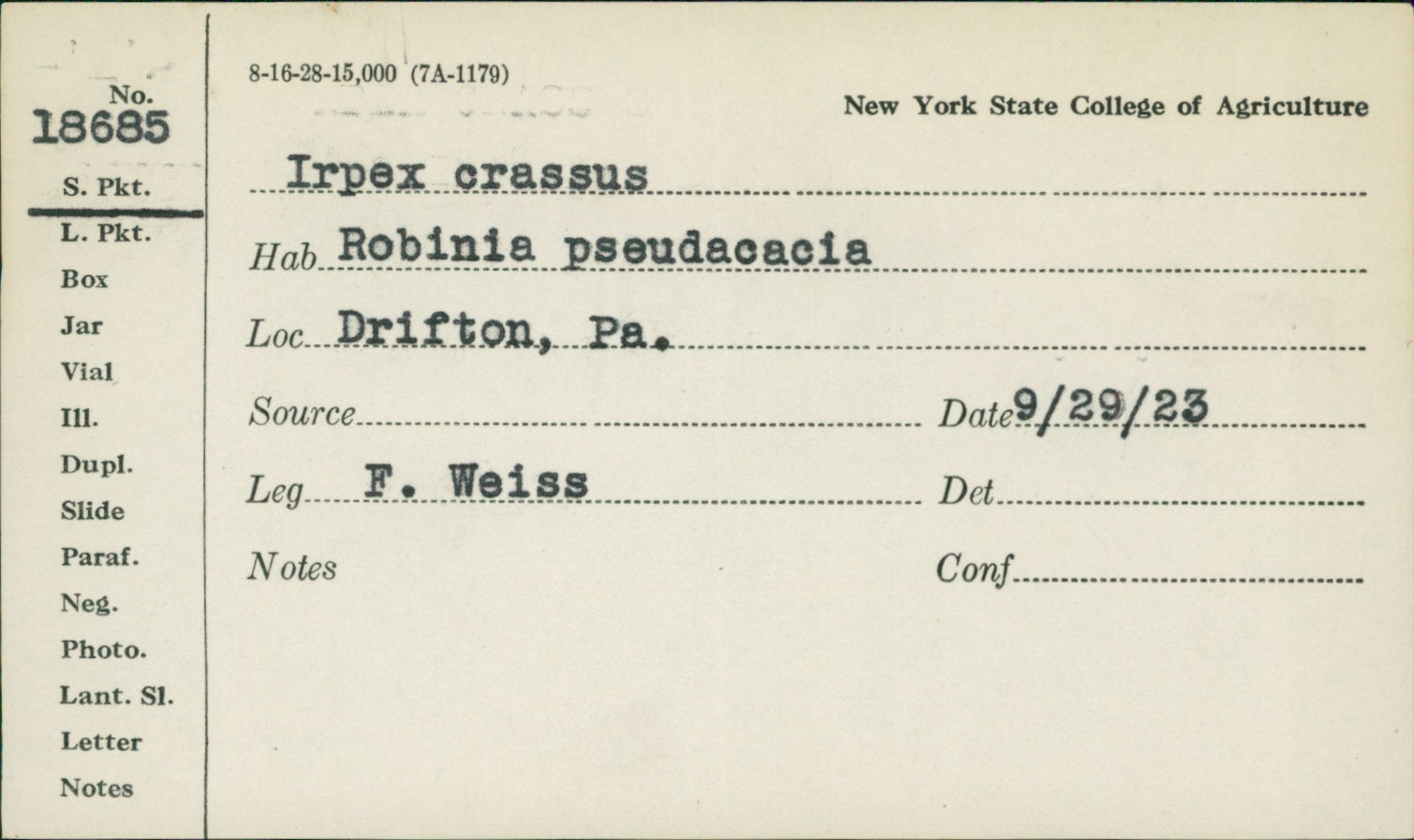 Irpex crassus image