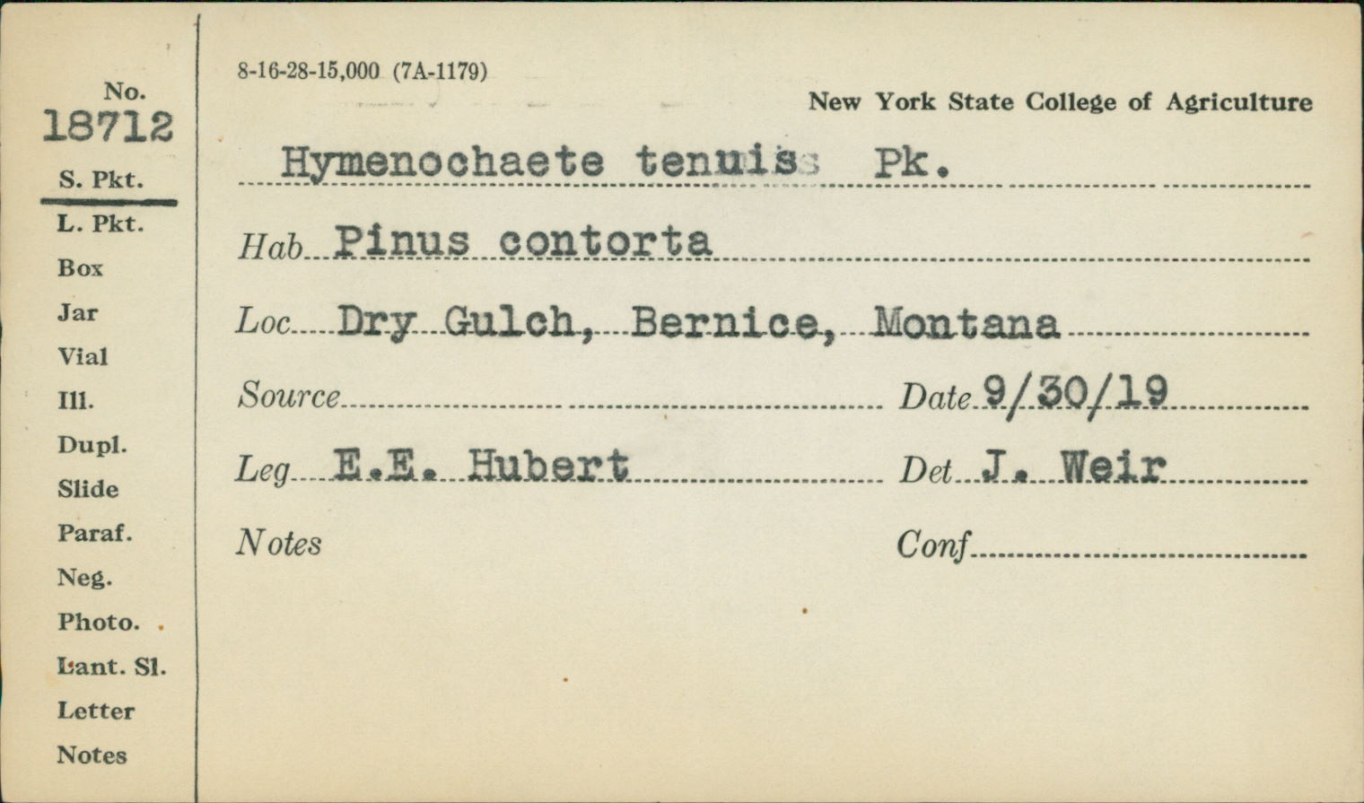 Hymenochaete tenuis image