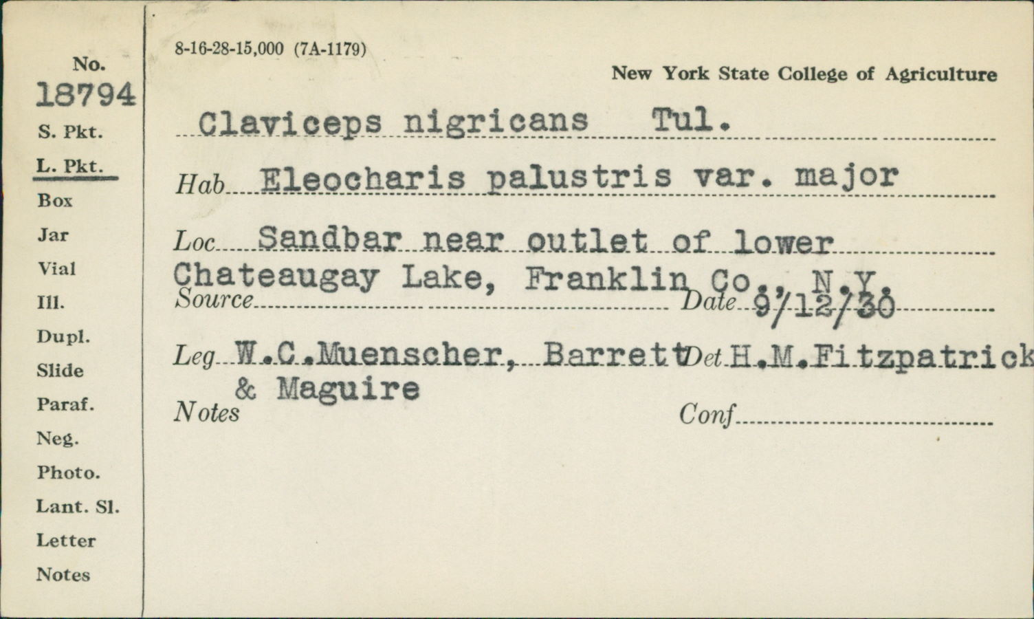 Claviceps nigricans image