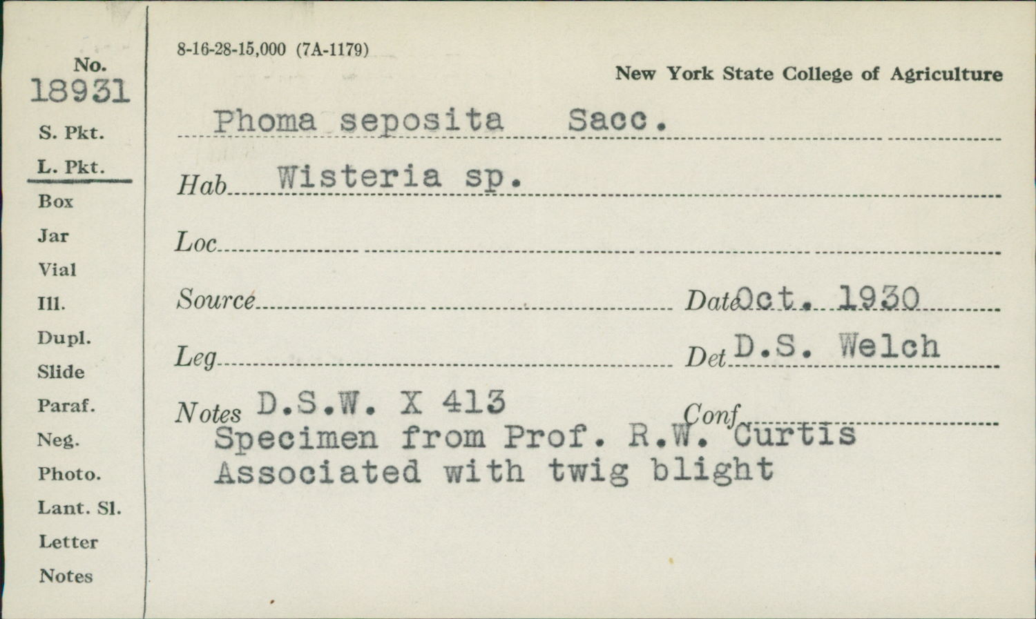 Phoma seposita image