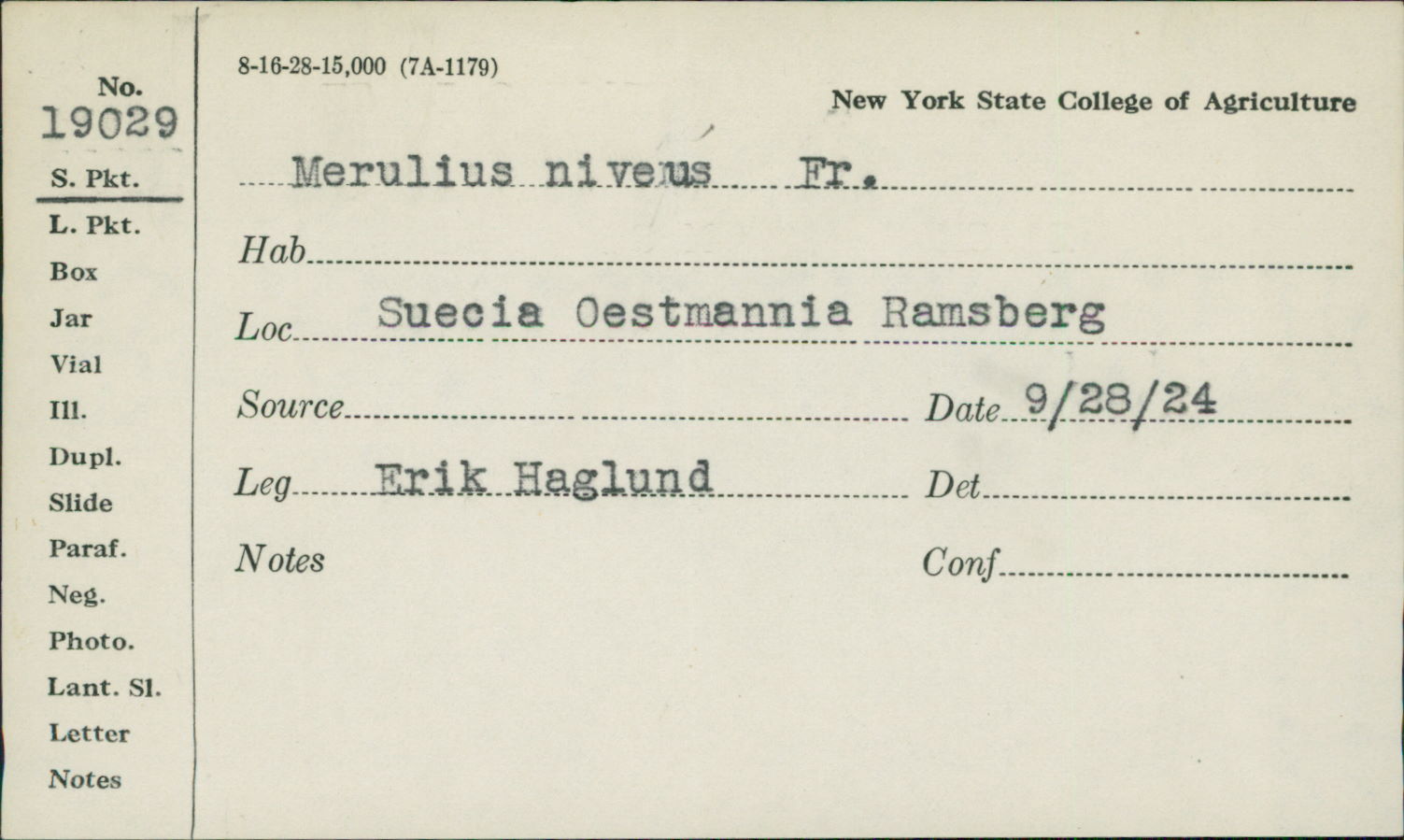 Merulius niveus image